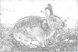 lapin Coloriages À Imprimer